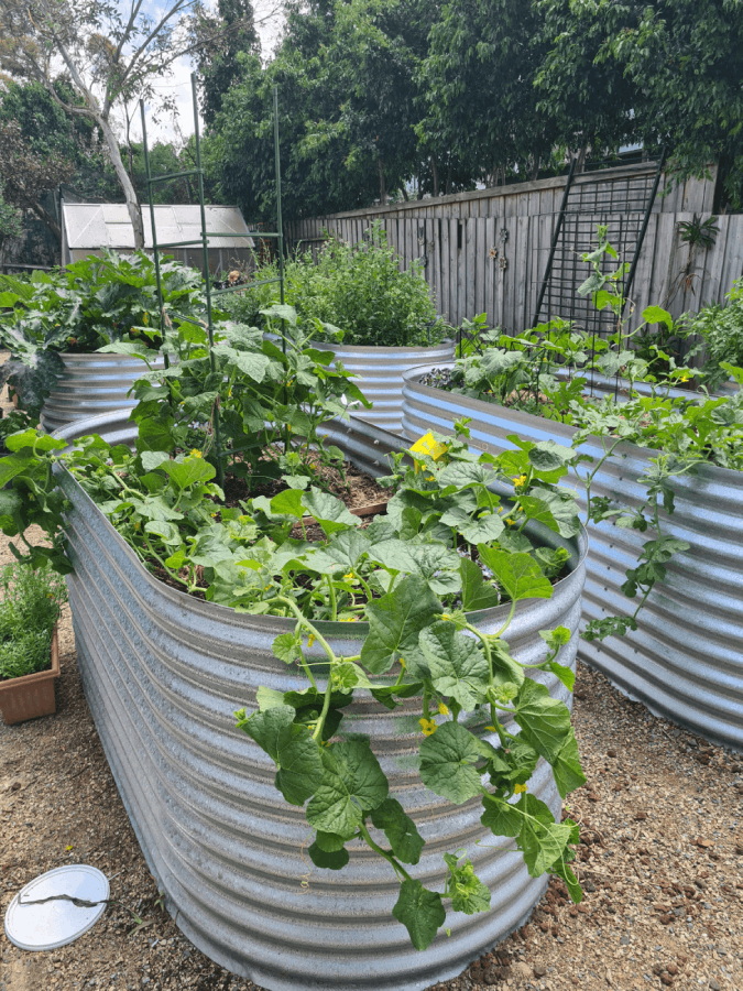 TVPS Garden Plant