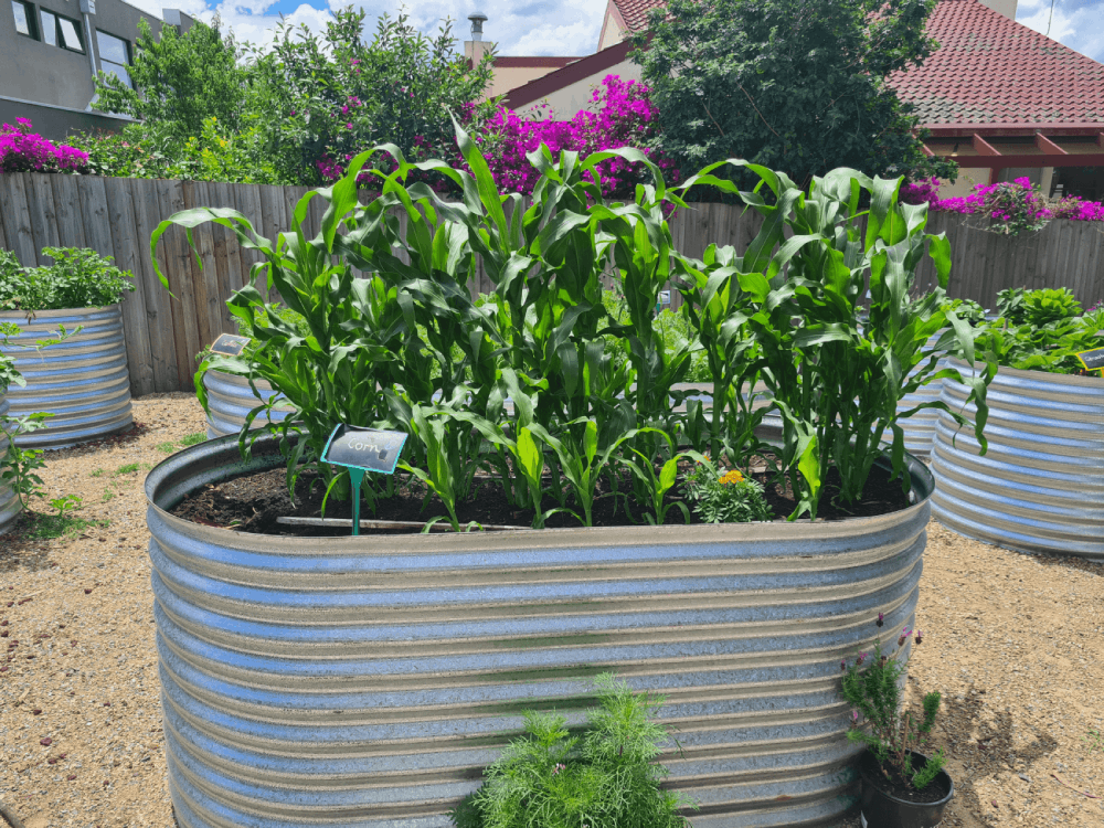 TVPS Garden Plant