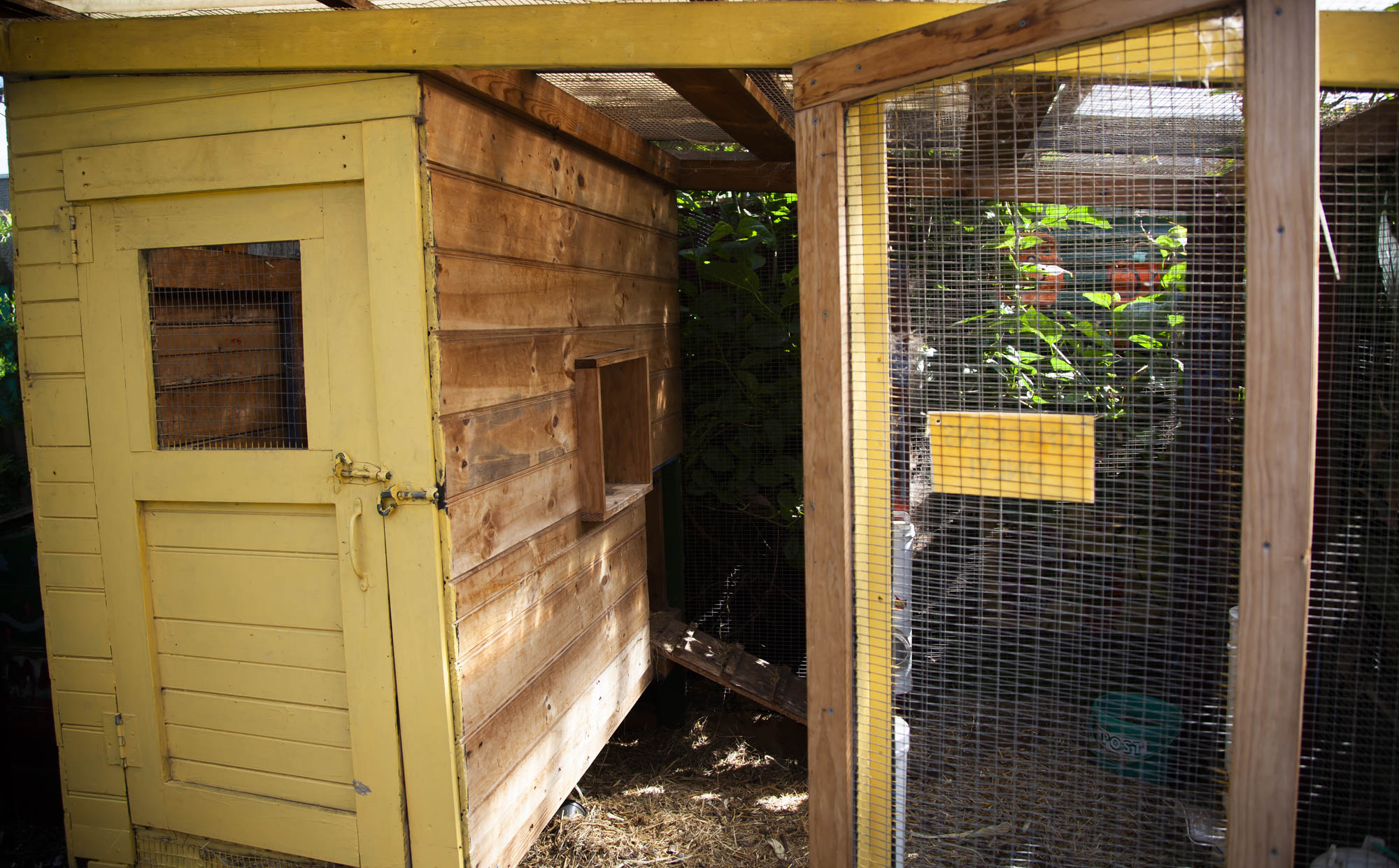 /uploaded_files/media/gallery/1757560319TVPS-chickens.jpeg